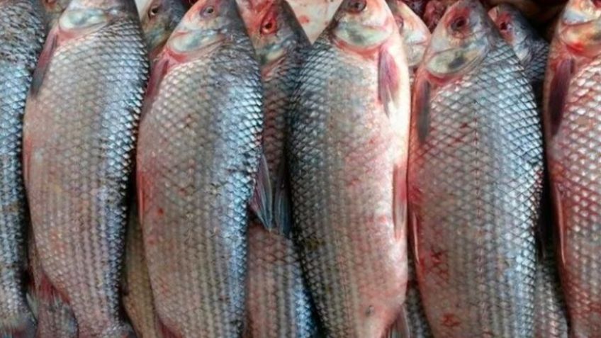 Piden no consumir peces del río Salado por la contaminación con agrotóxicos